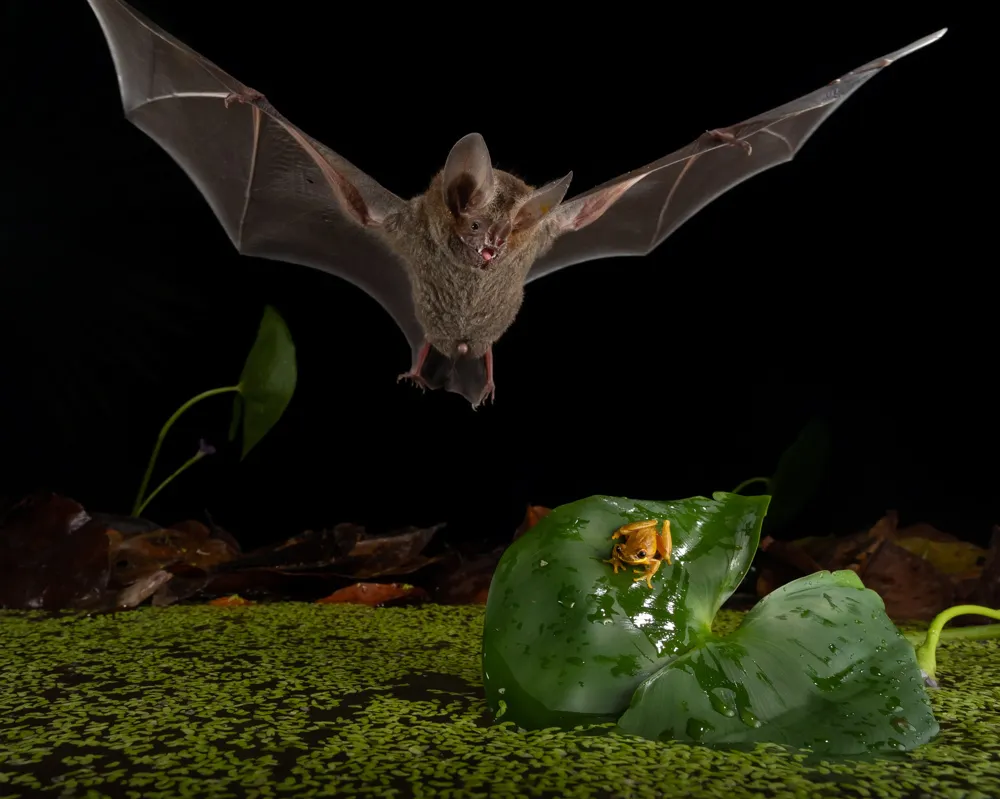 Close-up of a bat in its natural habitat.