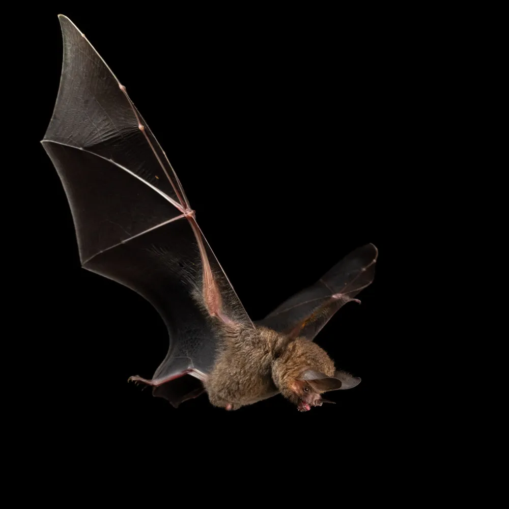 Bat flying against a dark background